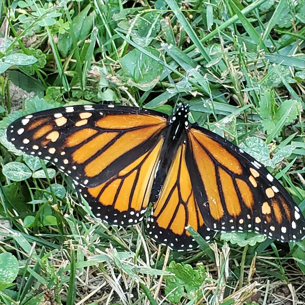 Meet your Posher, Shannon